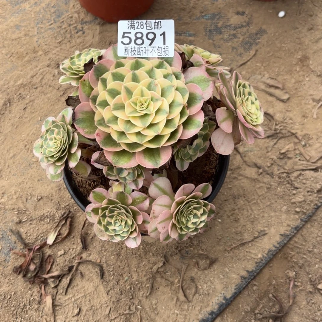 S. 5891荔枝的多肉122