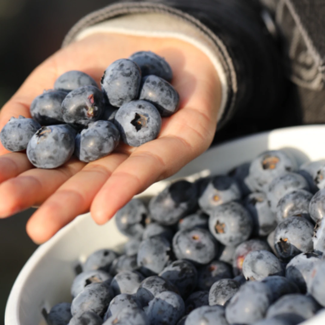 云南花香蓝莓 新鲜采摘脆甜 顺丰空运