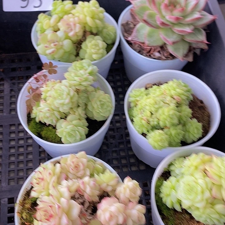 95 多肉植物盆栽植物