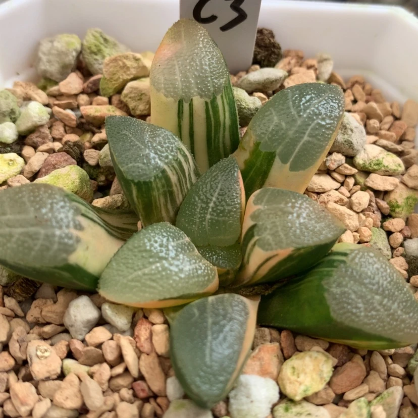 【闪购商品】3网文克