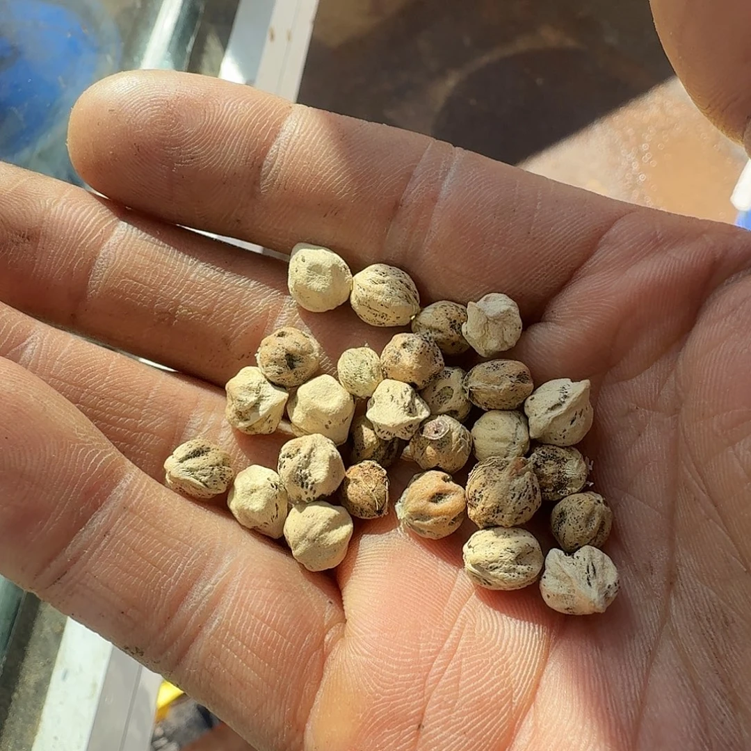 柏香籽/百香籽吊坠