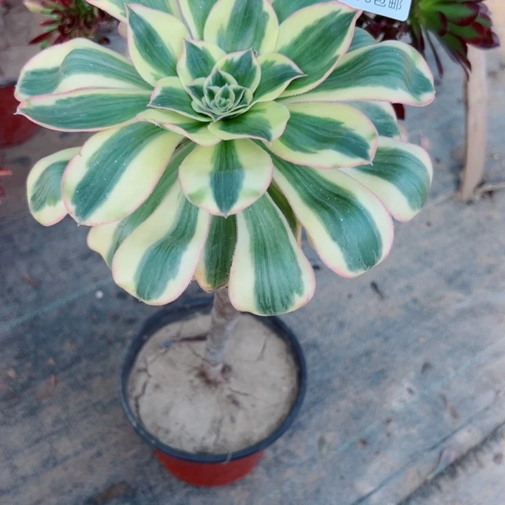 396燕姿多肉植物的