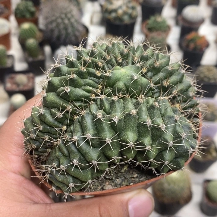 实生翠皇冠缀特价