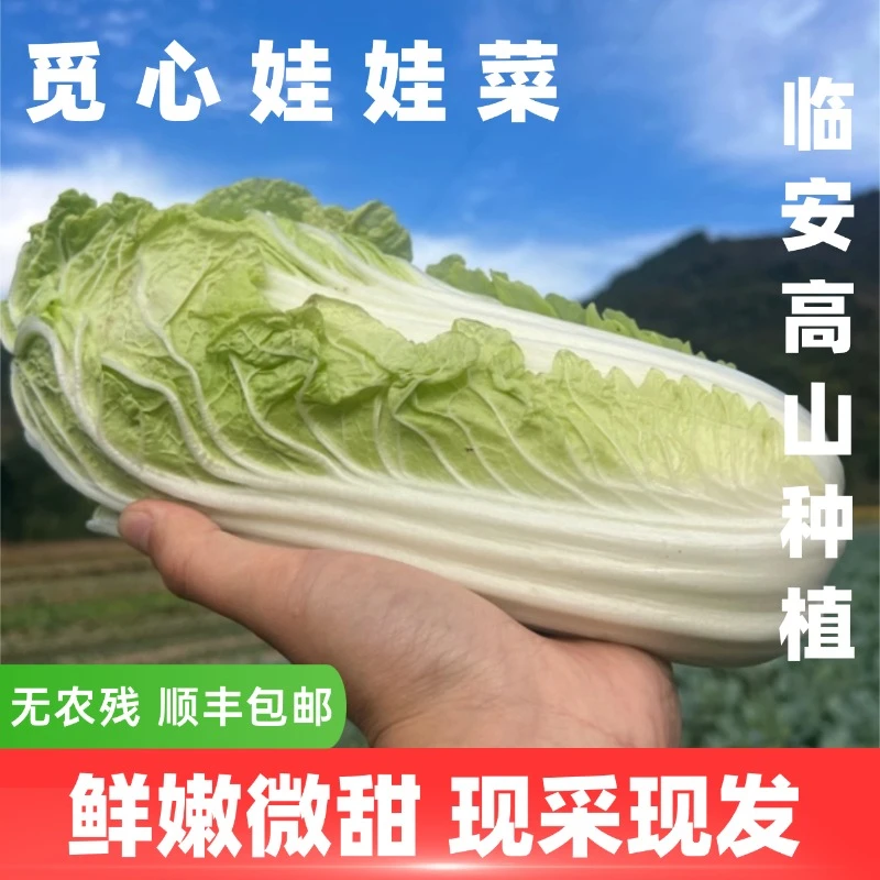 【觅心农场】生态自然放心蔬菜娃娃菜4 斤