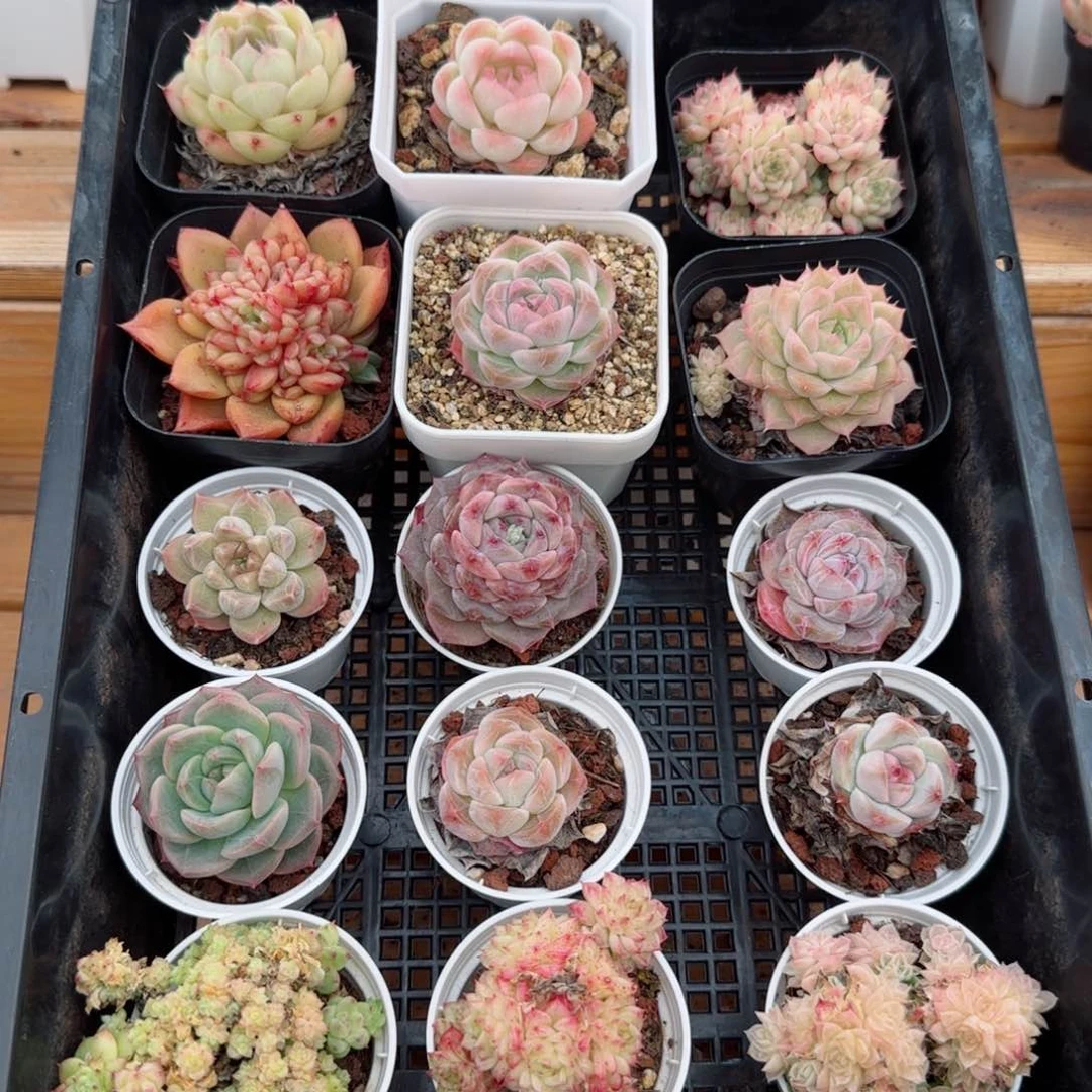 框拍框拍0308-34
