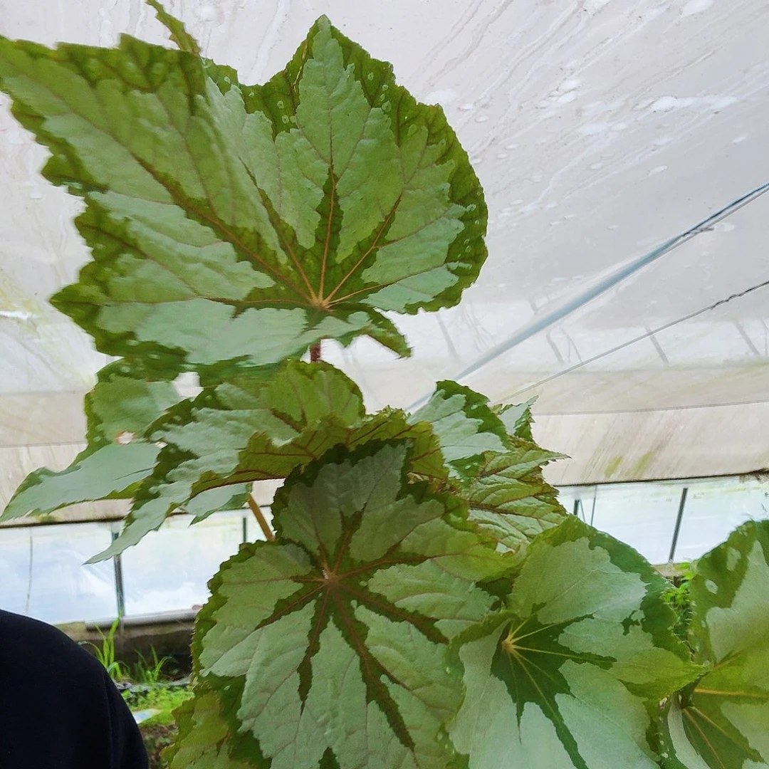 完全开放植物鸟秋海棠一颗无售后