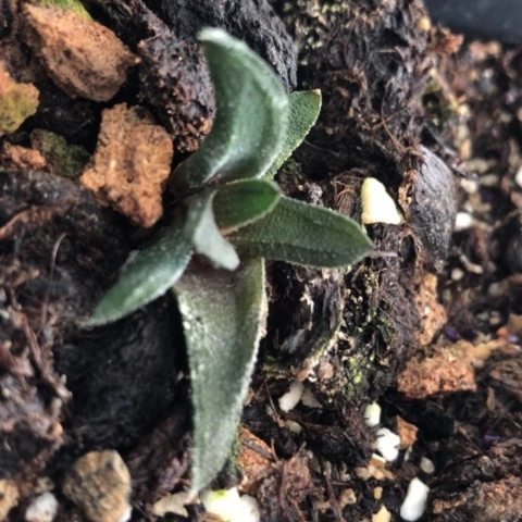 尤叶风车硬叶密尤