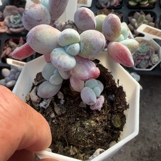 195雪美人多肉植物多