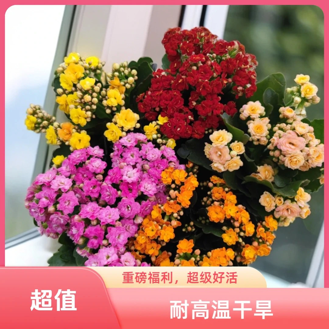 重瓣长寿超级好活耐干旱新手易养护鲜花