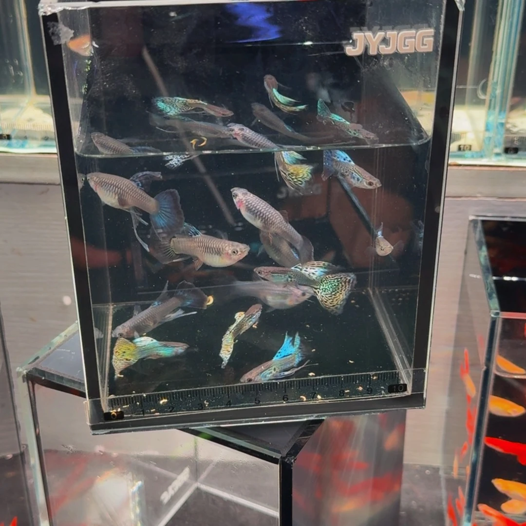 大***强孔雀鱼蛇王缎带大强哥的