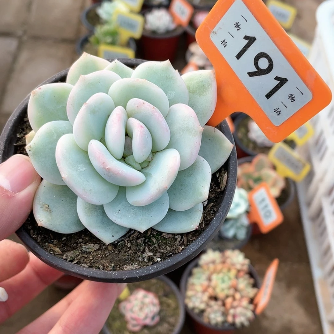 【闪购商品】191号