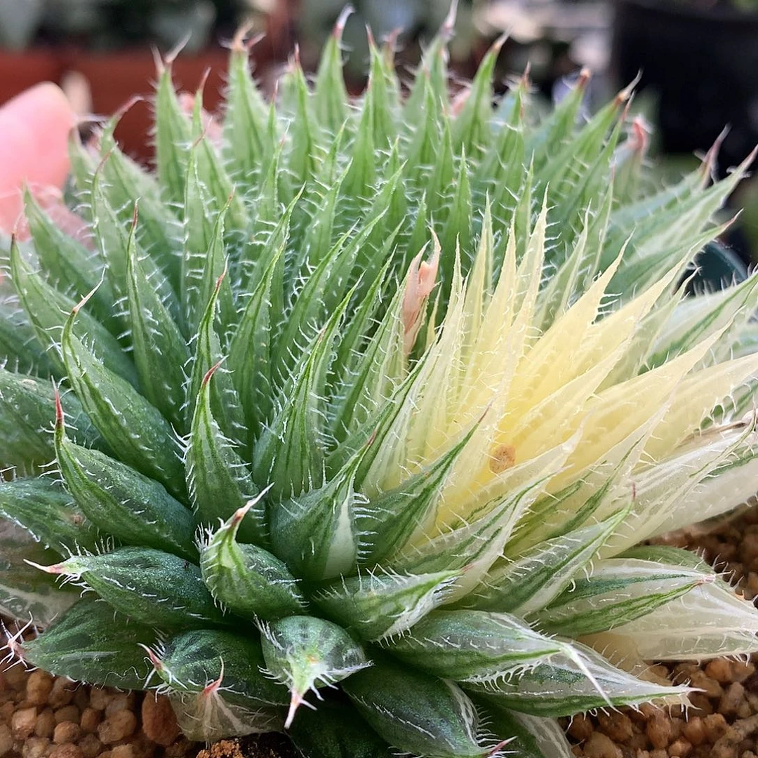 实生原始种玉露锦带盆土发货o