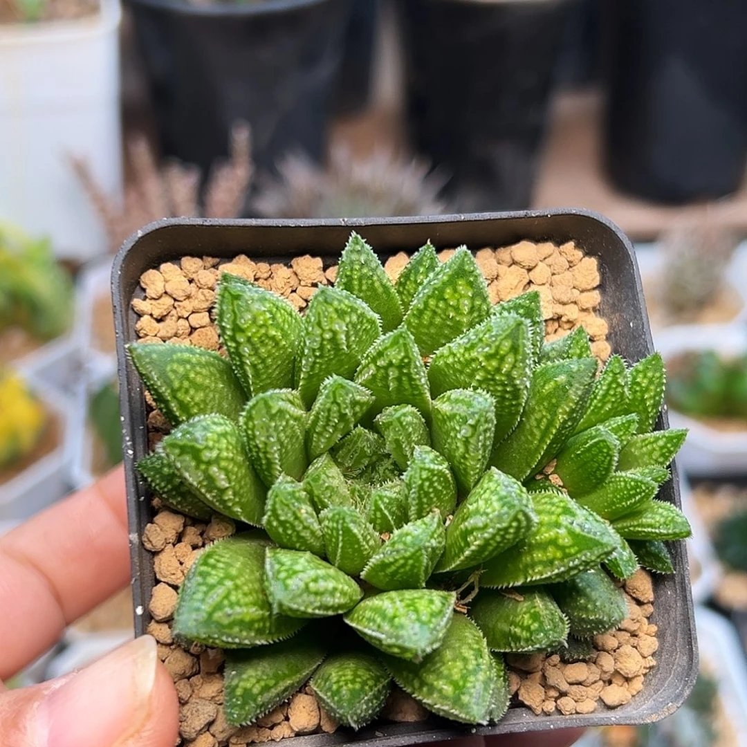 硬叶龙角母本群一颗6.8cm