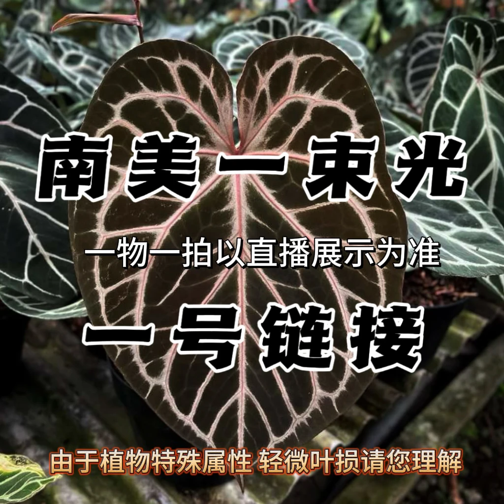直播一号［28.8-358.8］进口花烛 蔓绿绒 花卉热植
