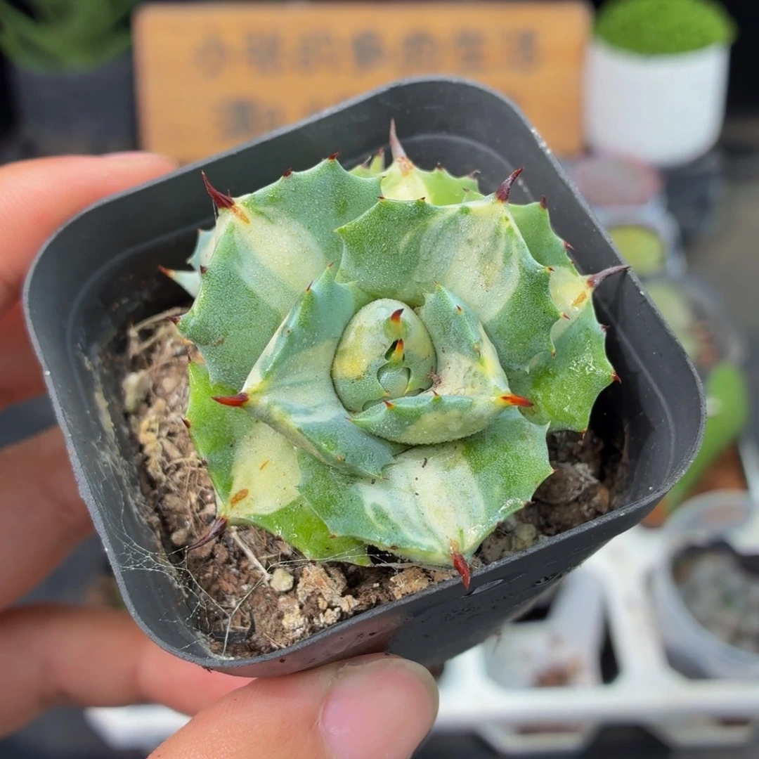 白中斑龙舌兰多肉9.9包邮发货