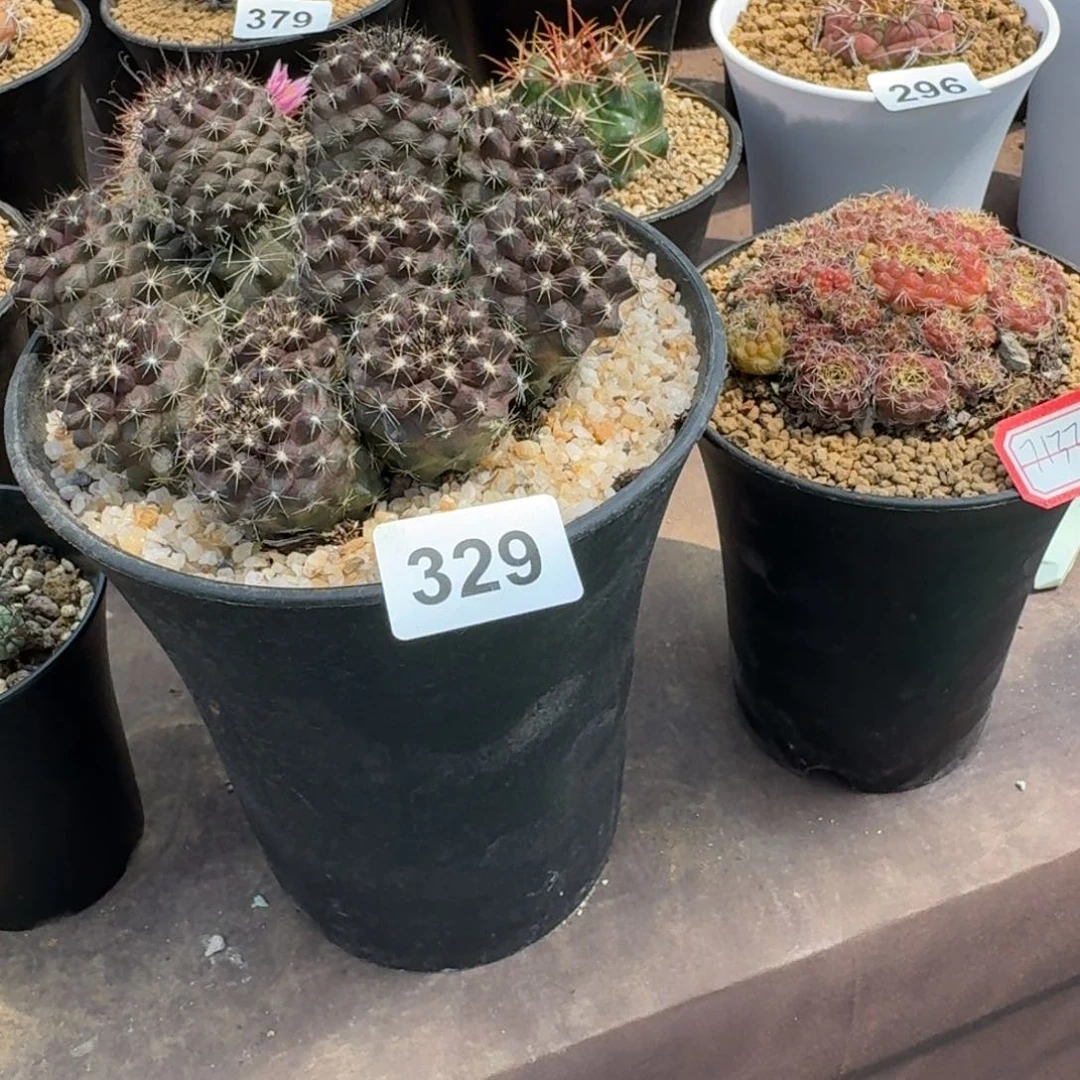 水**穿仙人球一物一拍2颗