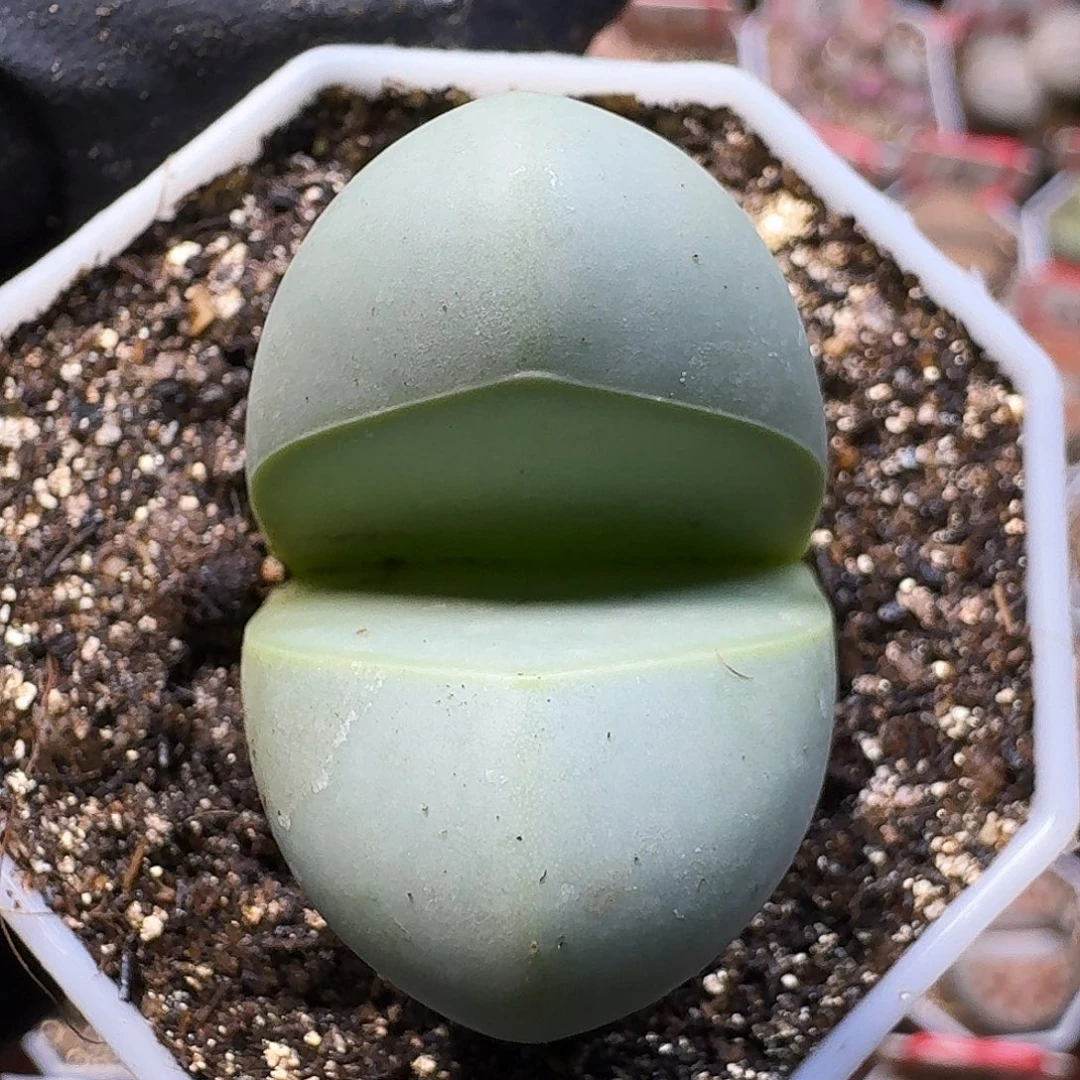 生石花111111。  171