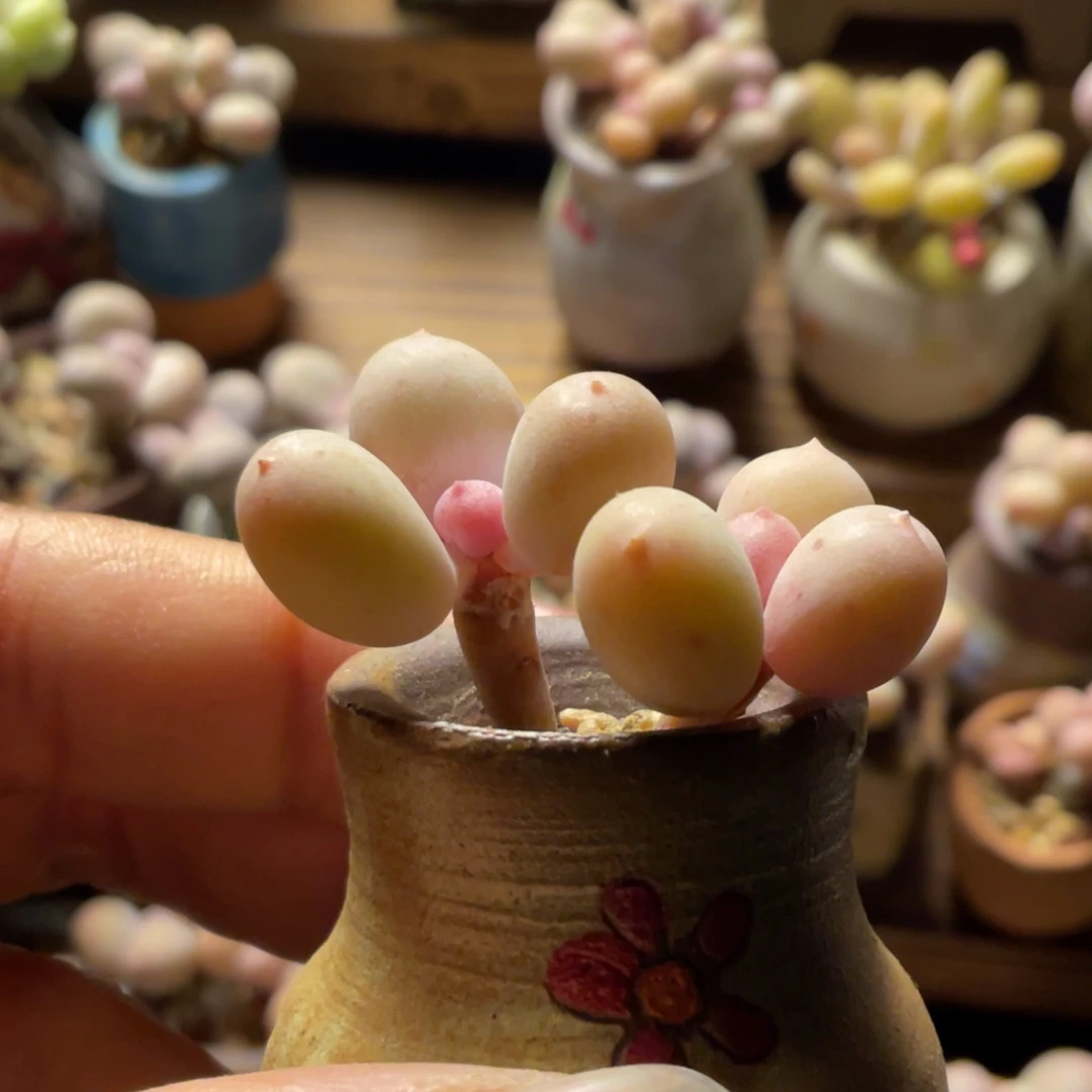 韩国正版彩虹奶一体