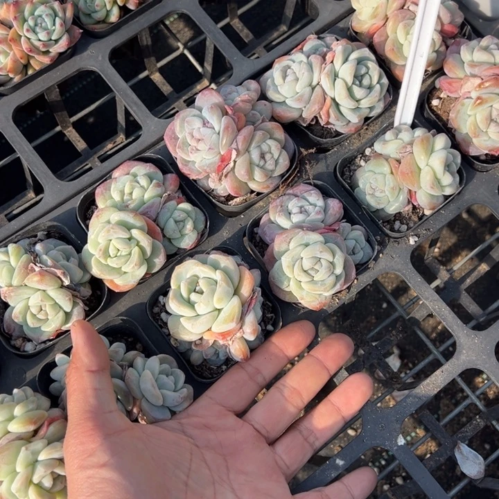 冰玉三头群一颗量拍多肉满20包邮初7发