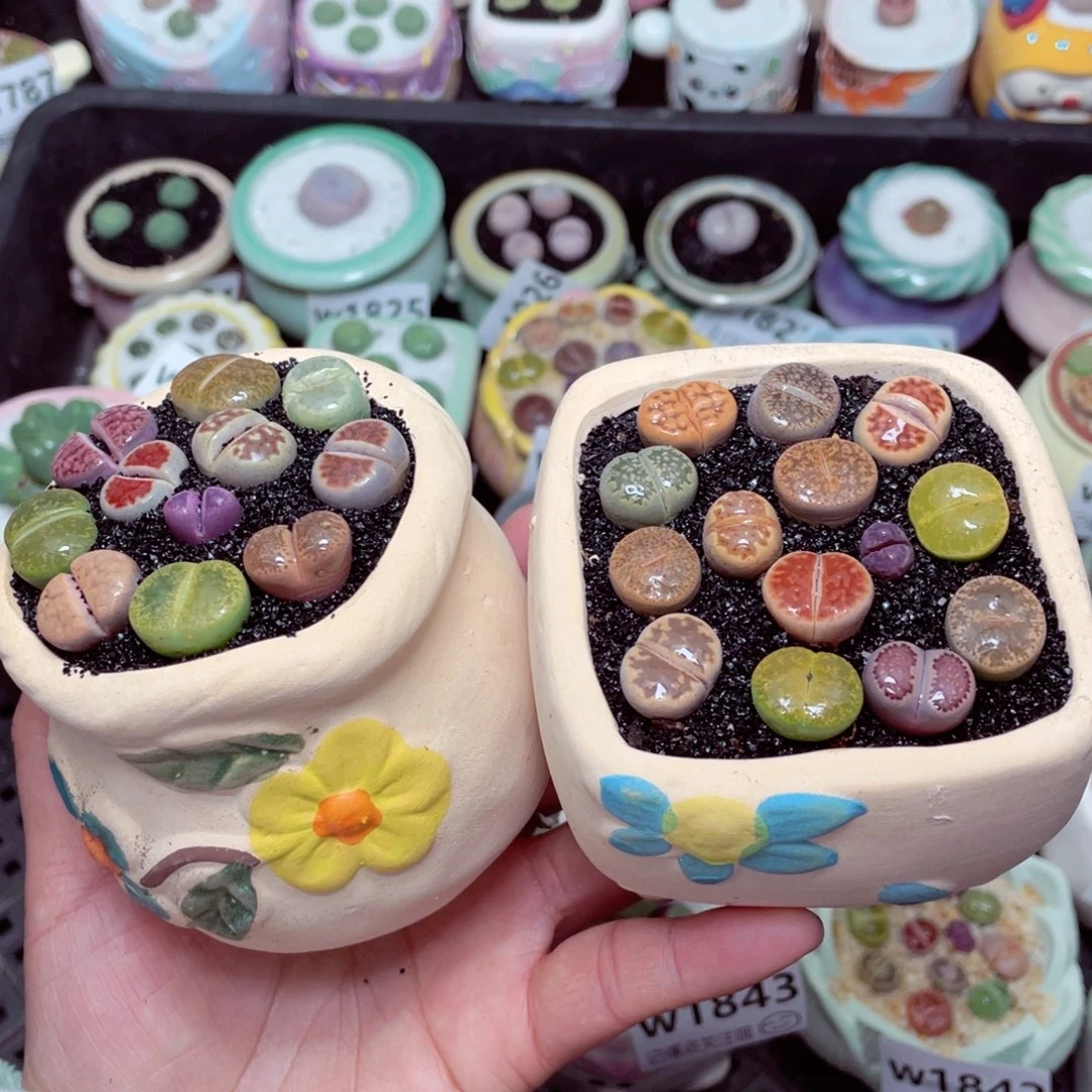 w1844 -零下地区拍保温箱-15支持寄养