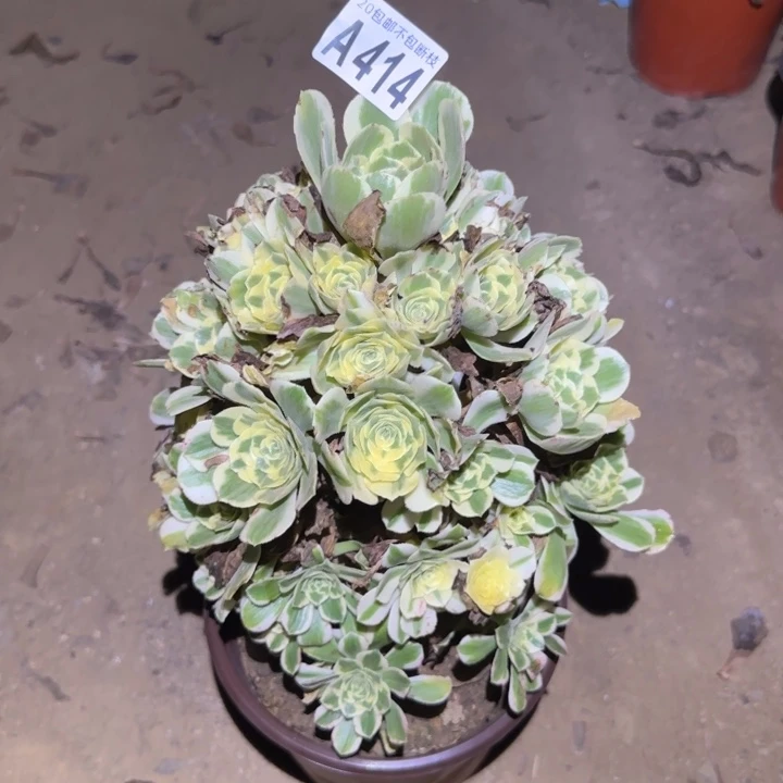 冷月，不包断枝……多肉植物的