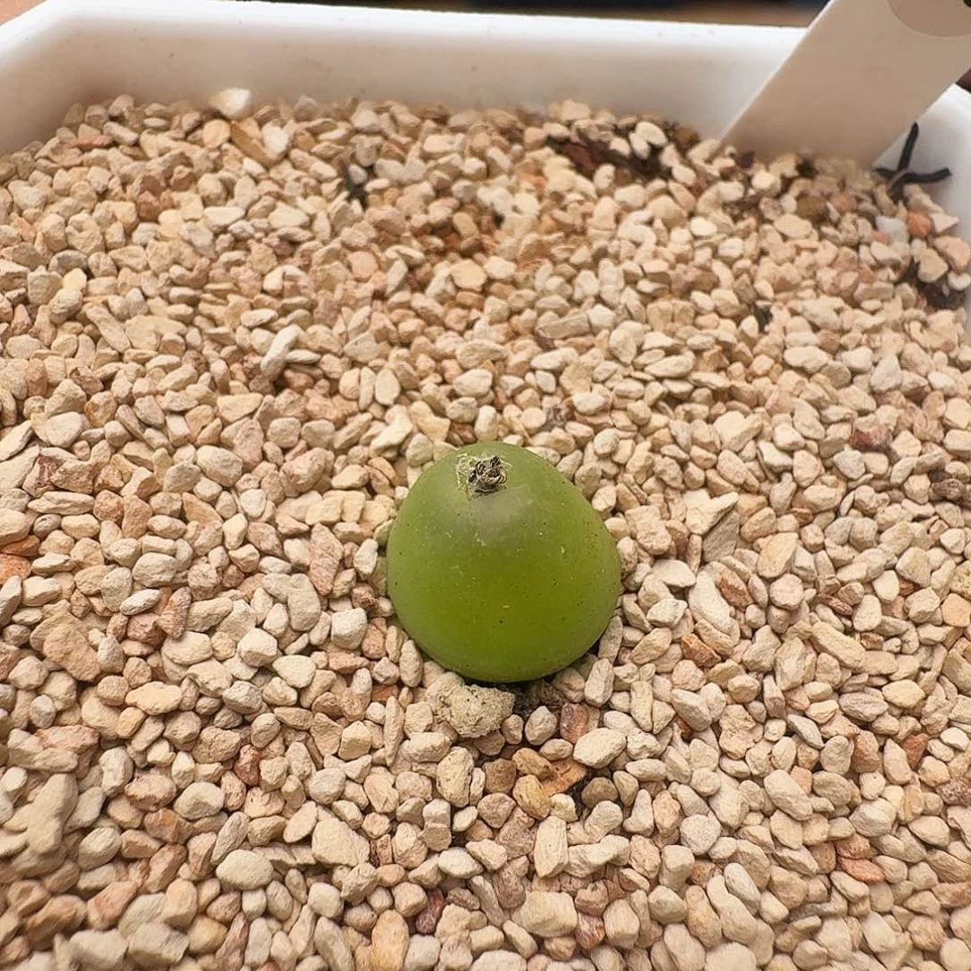 多肉植物福利肉锥园艺大葫芦16