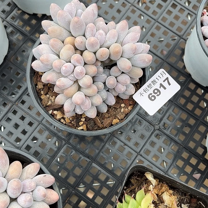 阿雅园艺。       6917汤圆