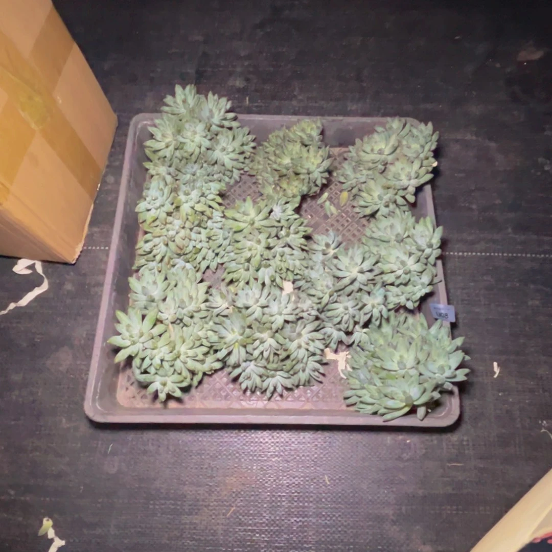 珍***惜u8美人群生十棵呀呀呀