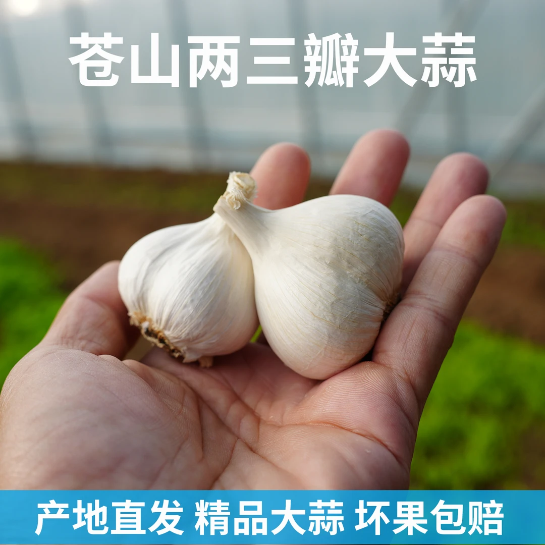 山东苍山大蒜两三瓣大蒜头生吃新干蒜可做蒜种5斤白皮大蒜