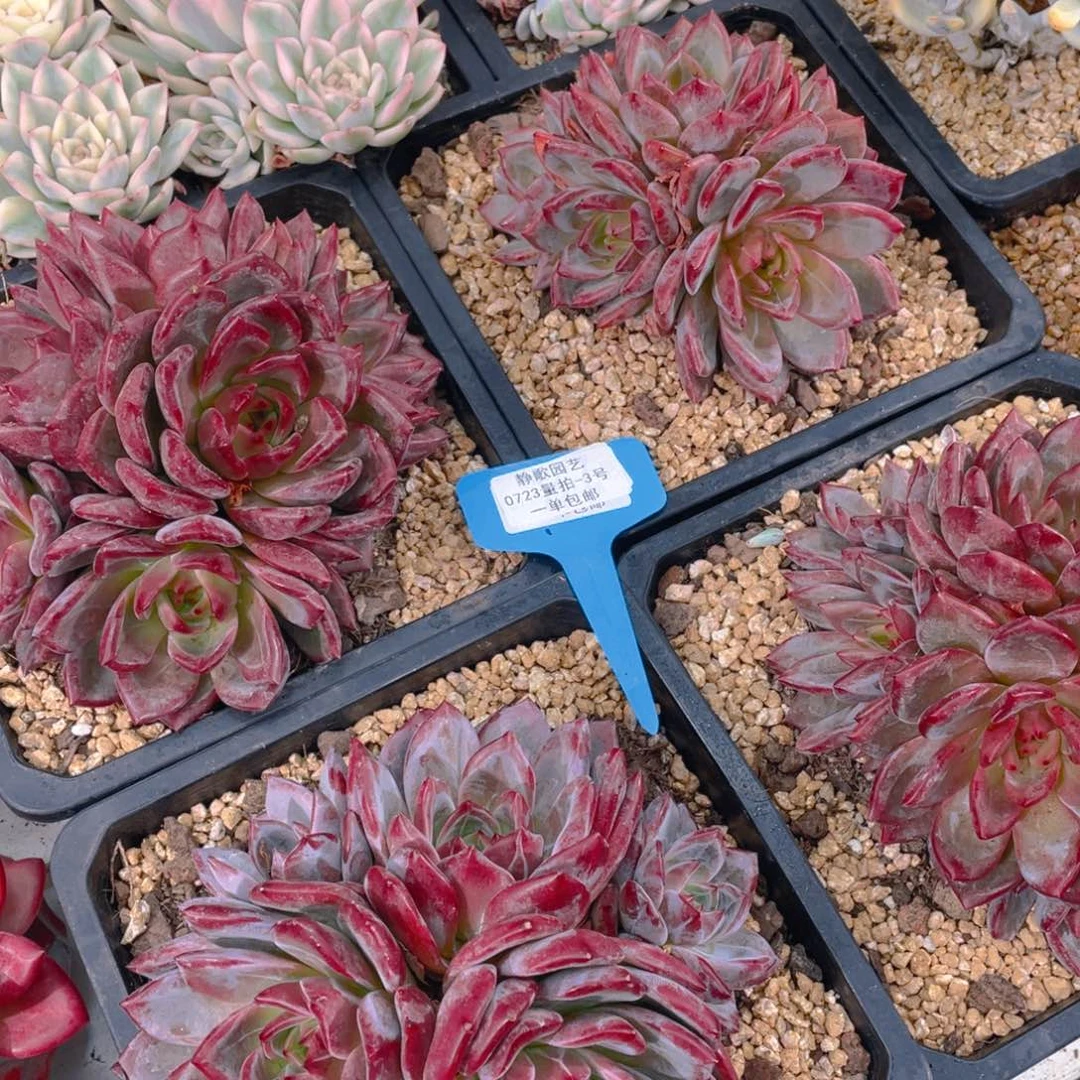 0723-3-全状态大群母本夜魔侠福利一颗