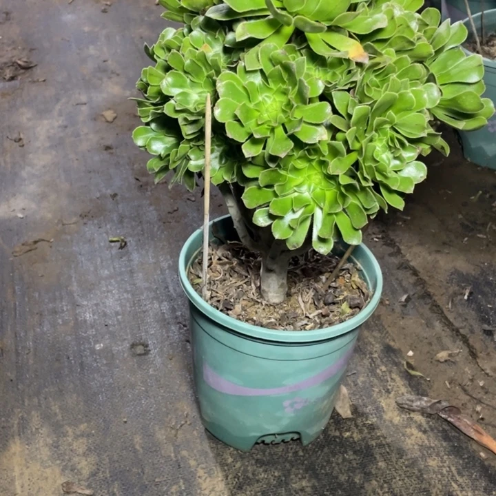 55原始绿法师多肉植物