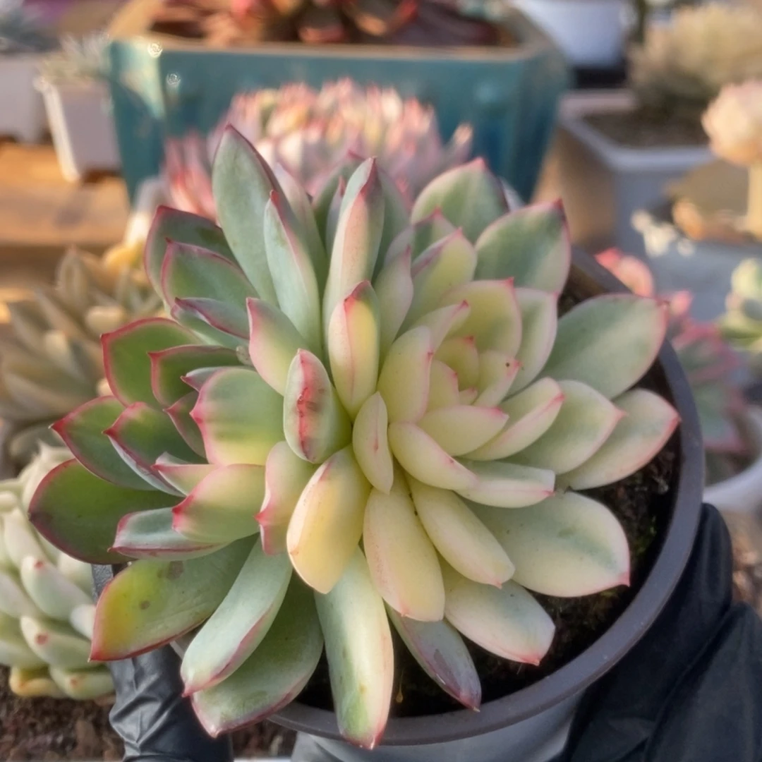 105雨燕座锦锦锦锦锦锦