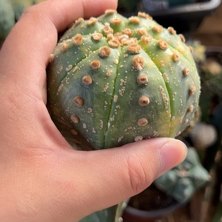 ****事四个苗接兜锦仙人球组合