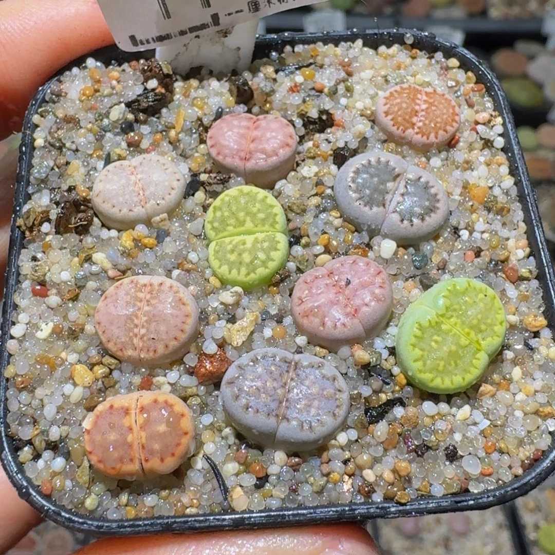 Sss捡漏价清仓了1148