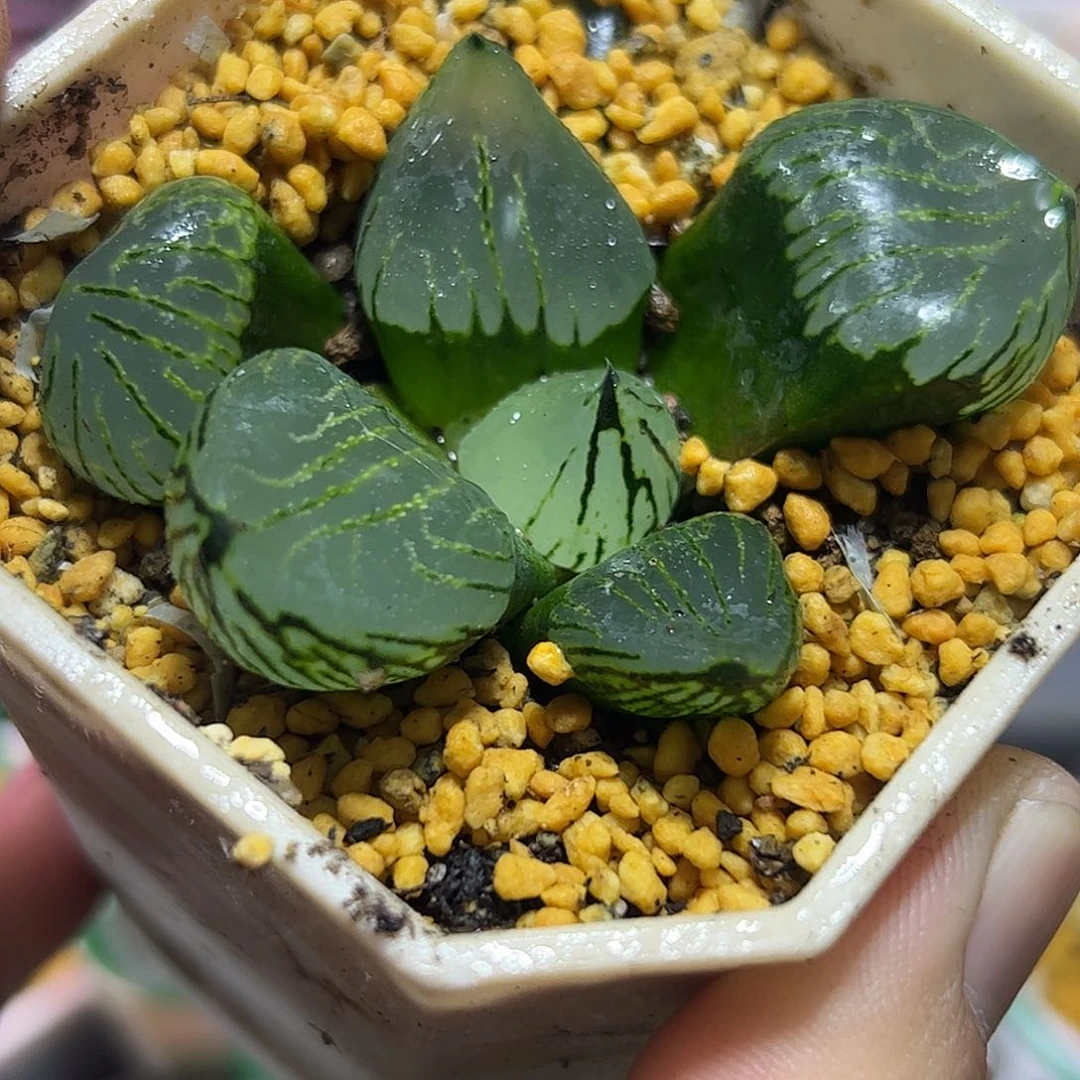 魔晶球十二卷多肉植物满足