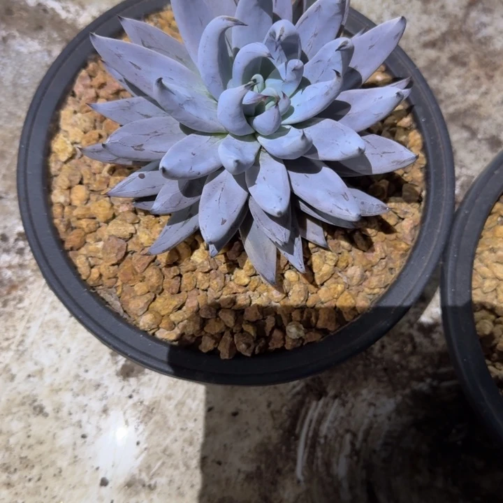 魔爪新号福利价哦