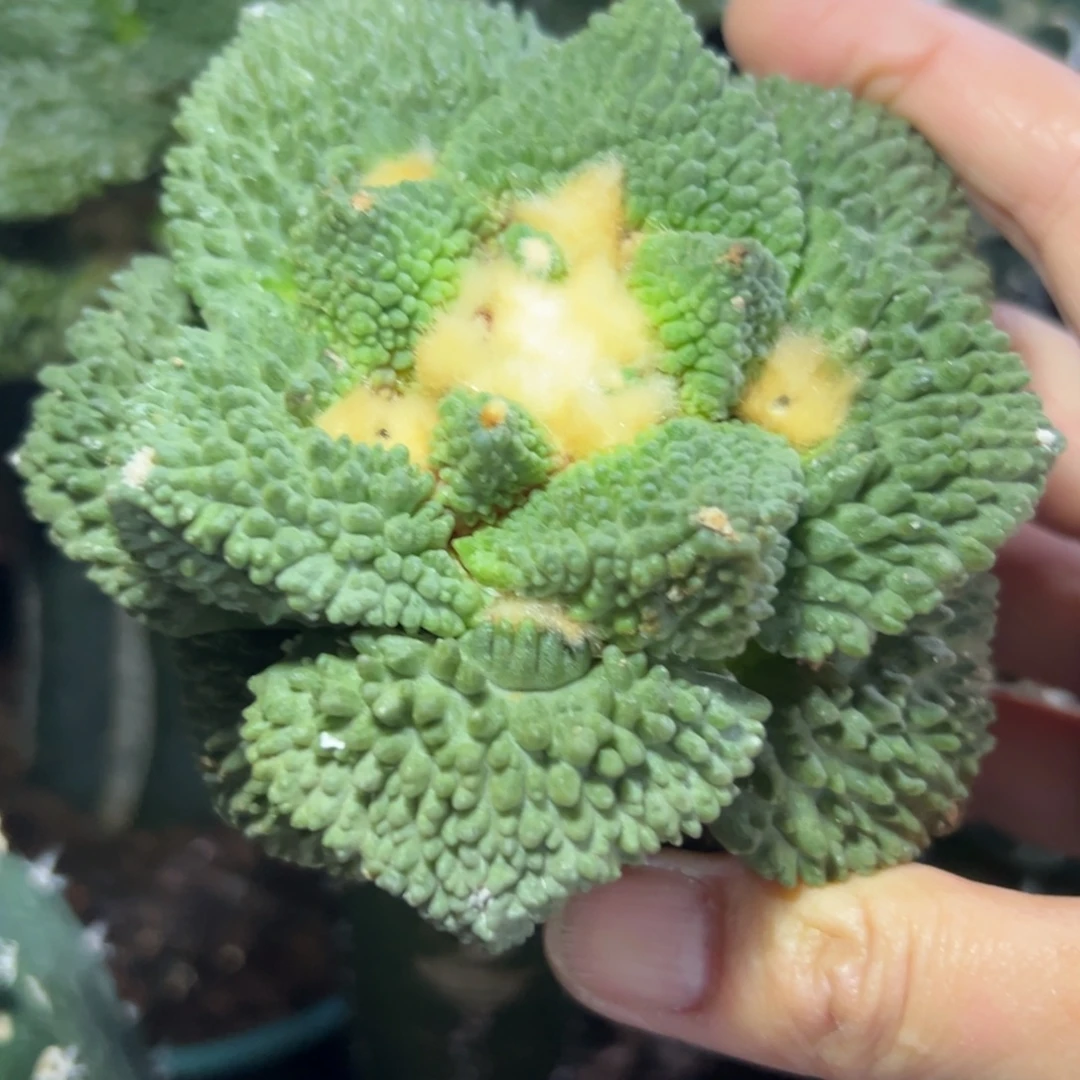 89，仙人球的世界里