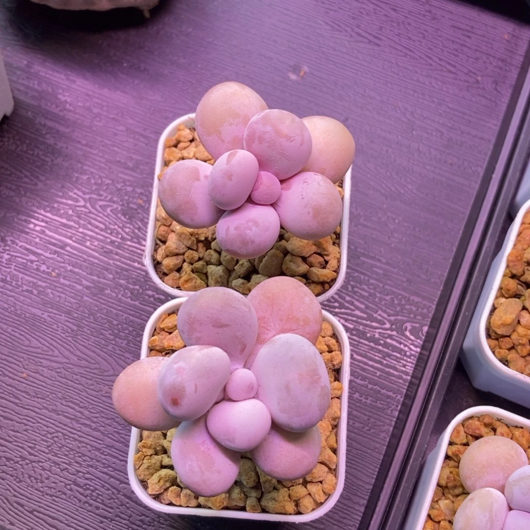 鱼丸水光针奶酪两颗专拍