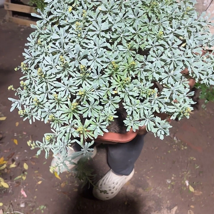 祥***和无花朵哈哈哈哈哈哈