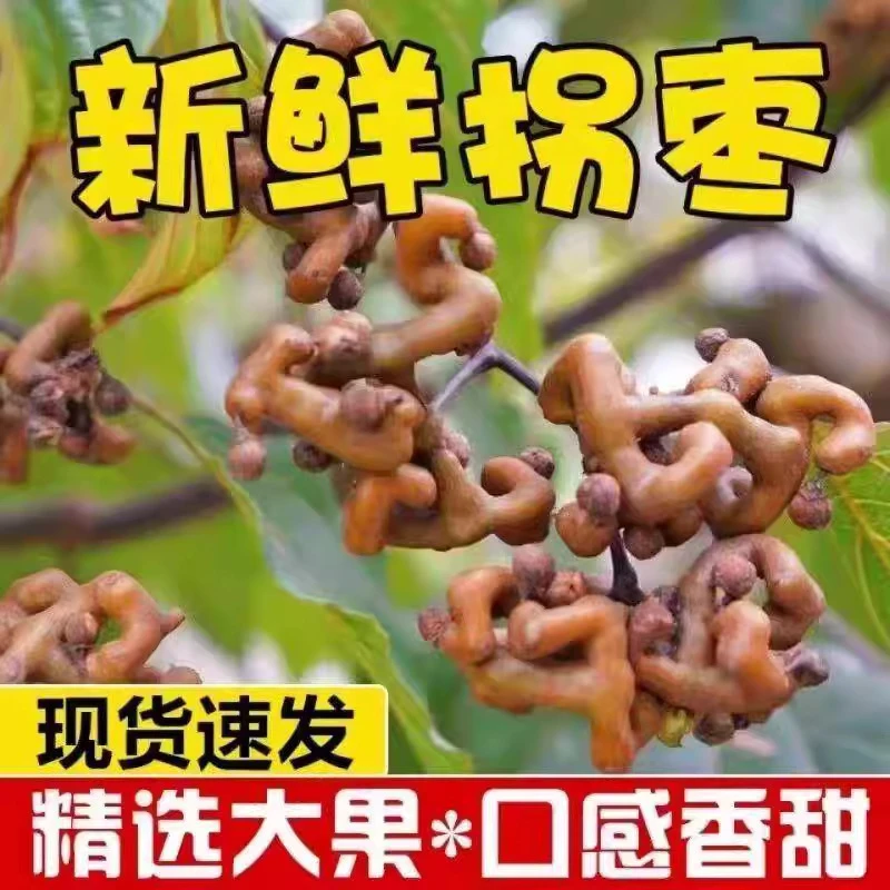 陕西秦岭半干拐枣歪枣鸡爪梨万寿果可生吃可泡酒正宗新鲜新鲜拐枣