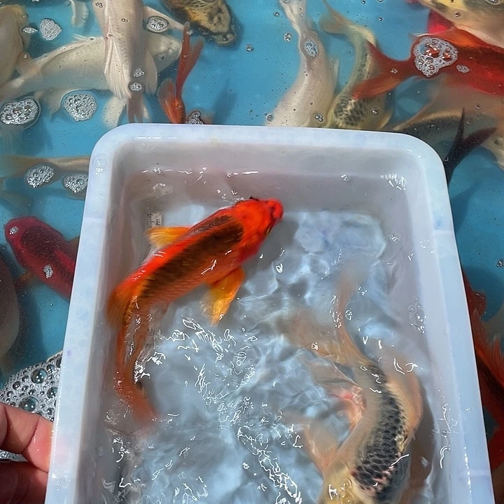 蝴蝶鲤渔场直发60