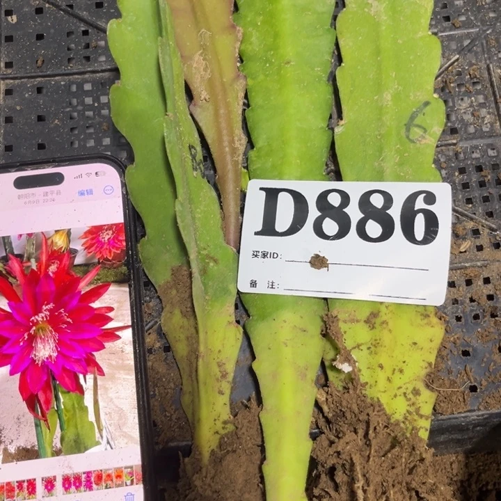 当前无花栽培后可以开花花886
