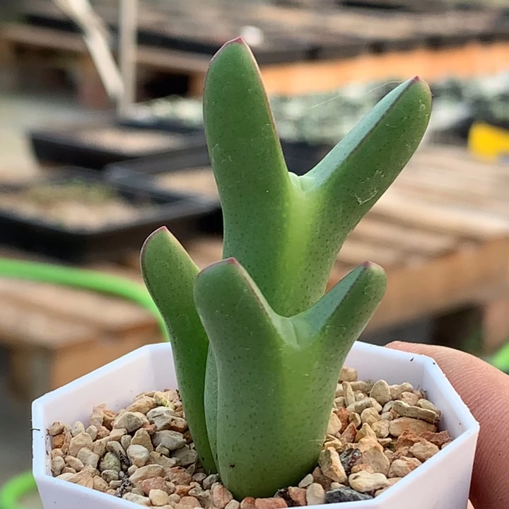 精品多肉植物精品多肉皮卡丘