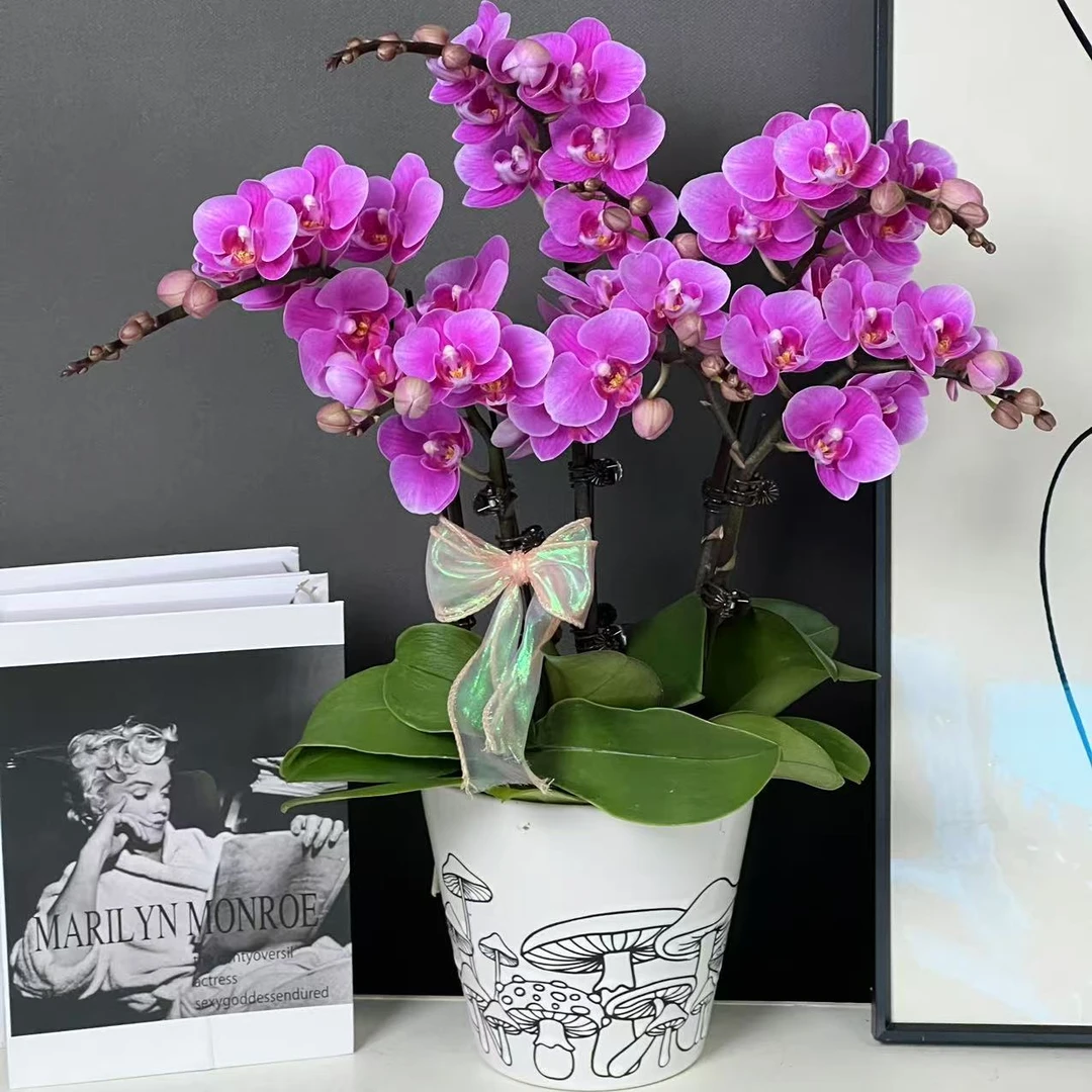 【紫霞仙子】紫粉色爆款寓意步步高升蝴蝶兰耐开带花带花苞室内花卉