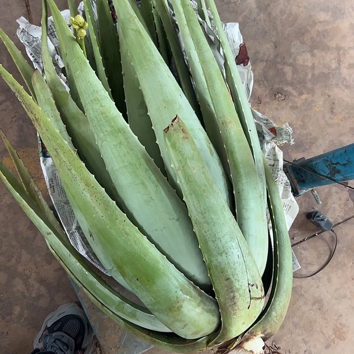 无花朵整颗47斤重库拉索芦荟