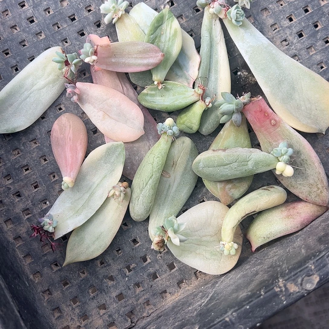 付****多肉植物多肉植物