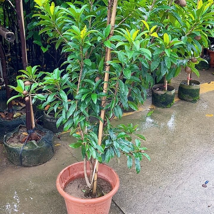 阿***乐无花朵111111111111111