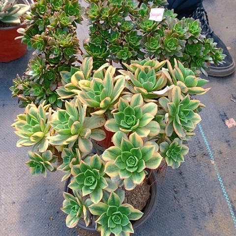 姐****?205两颗多肉植物