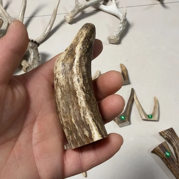 大***海香榧木鹿角工艺品