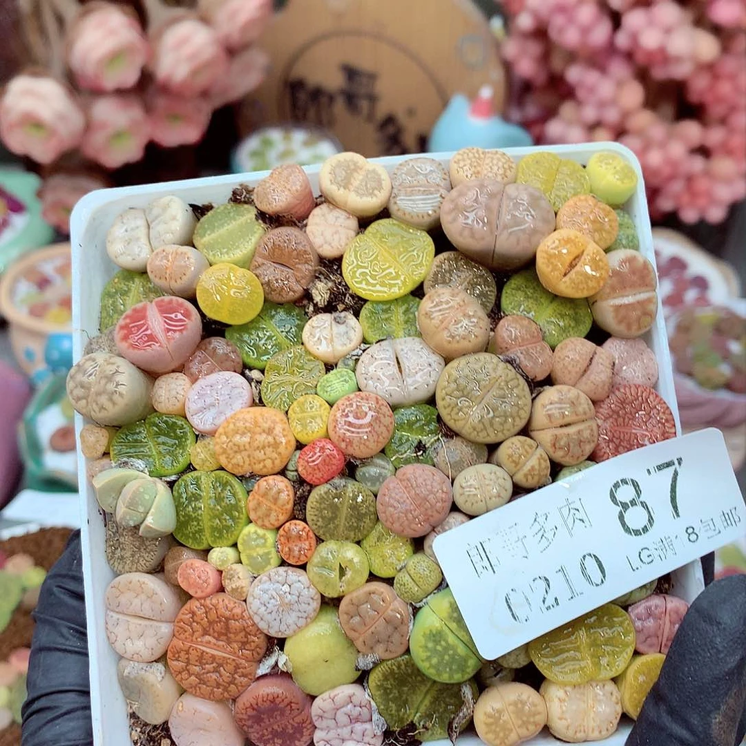 郎哥多肉生石花10-87